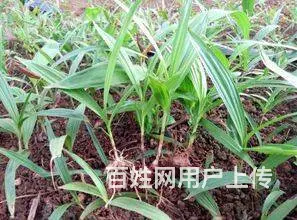 湖北百草堂白芨种植提高产量，成活率产量高势不可当 - 图片 1