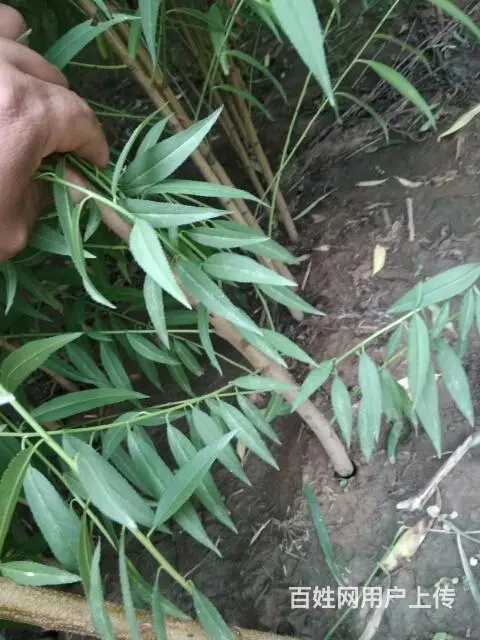 大量占地桃苗，苹果苗，梨苗。杏苗，核桃苗 - 图片 2
