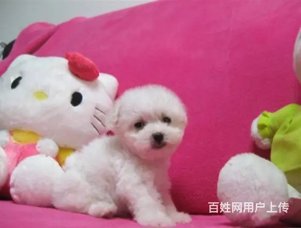 纯种比熊 白色比熊 法系比熊 出售超级可爱的小 - 图片 6