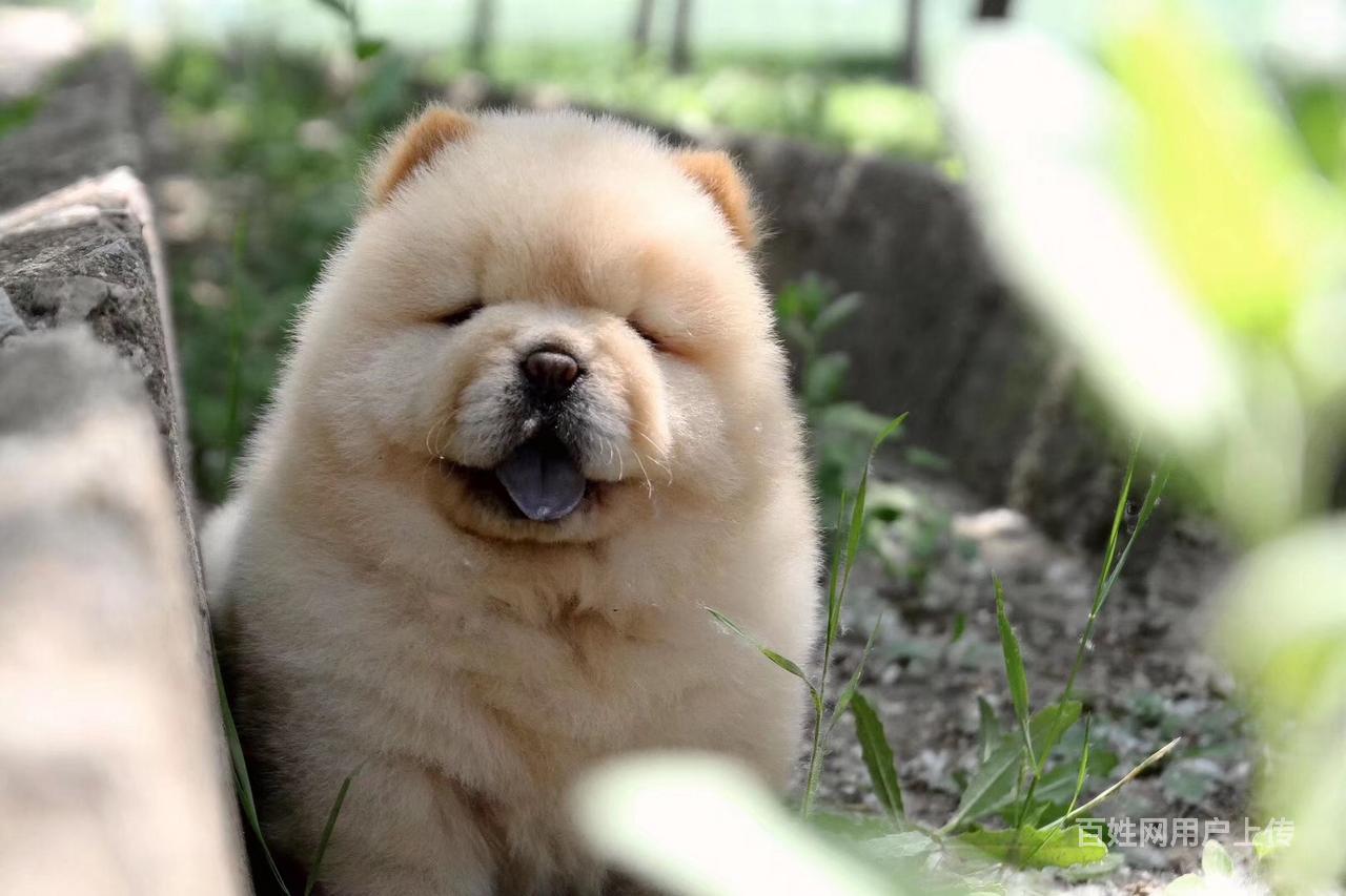 精品大肉嘴松狮宝宝找新家 健康有保障