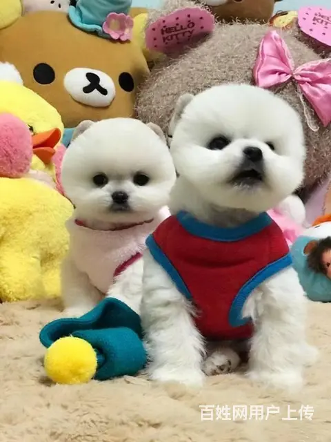 纯种赛级博美幼犬、包健康现场检测、不纯全额退款 - 图片 1