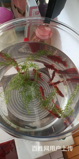 高崎红箭鱼10条非常漂亮便宜卖了，自己养起来的 - 图片 2