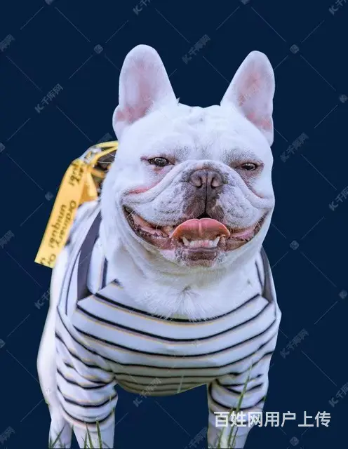 三门峡宠物托运（猫狗柴犬）（全国活体运输）一对一上门接 全程 - 图片 2