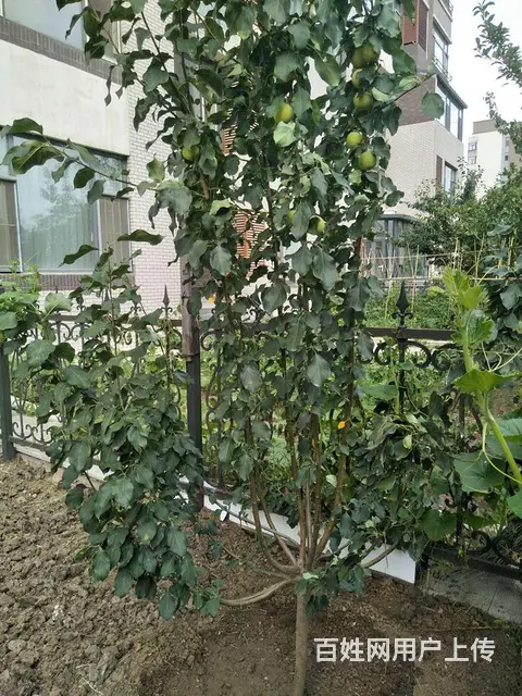 卖果树东北大苹果 大地黑土 鹿粪鸡粪猪粪专业团队 - 图片 1
