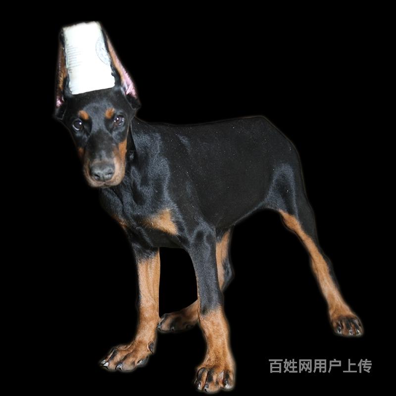 本地精品双血统杜宾幼犬 断尾裁耳杜宾 完美身材