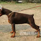 黔南比熊养殖基地比熊什么价位