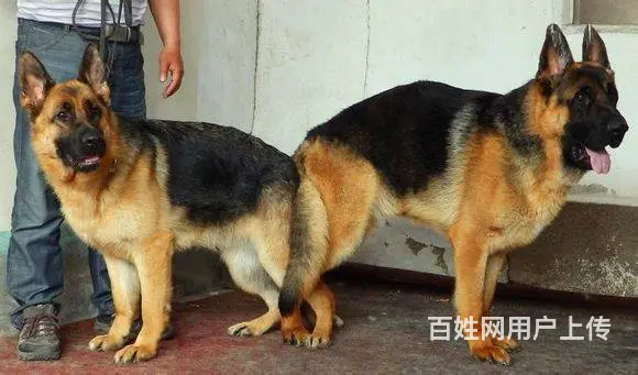 中国锤系德牧 铭血后代震撼亮相 黑脸大头黑红分明 - 图片 9