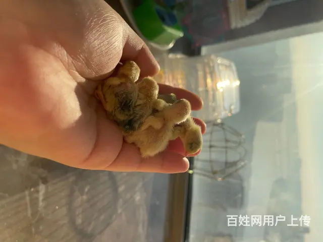 宠物鸡 迷你鸡 - 图片 6