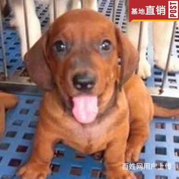 玉林【十年老店】常年繁殖优质血统腊肠犬幼犬 - 图片 6