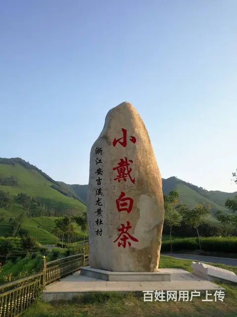 茶叶害虫--绿叶蝉 安吉白茶直销 小戴白茶 - 图片 6