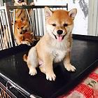 绥化【*推荐】柴犬犬舍‖柴犬养殖场