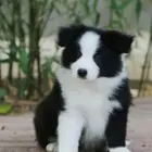 甘南边境牧羊犬多少钱一只 边境牧羊犬怎么卖