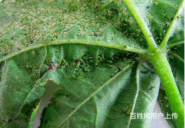 16%甲维茚虫威小菜蛾青虫吊丝虫杀虫剂稻纵卷叶螟 - 图片 5