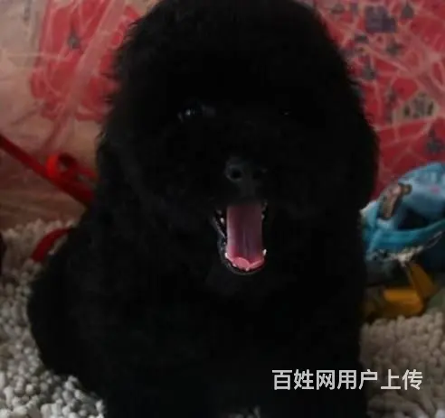 茶杯|玩具|泰迪熊|灰色泰迪|京华犬舍 - 图片 5