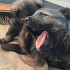 出售自家养纯种东德幼犬