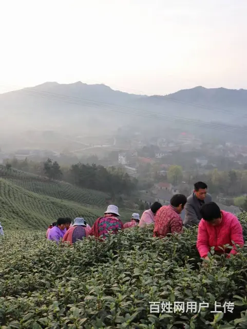 冬天来了 春天还会远吗 小戴白茶欢迎您 - 图片 2
