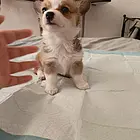 自家柯基生的宝宝找主人