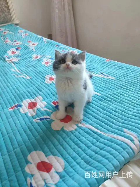 猫猫 - 图片 4