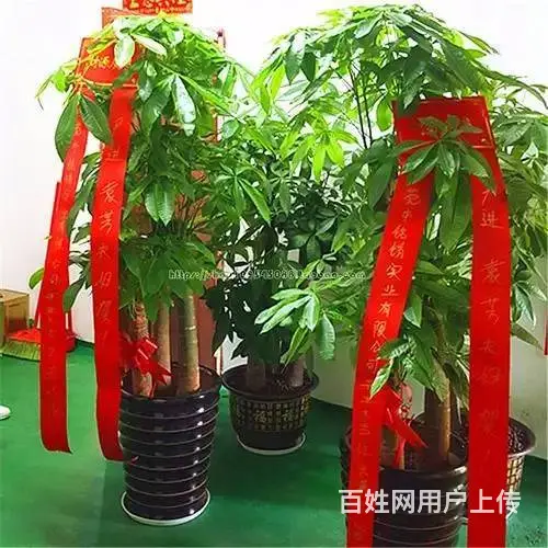 合肥市绿植租售/外送开业绿植/绿植花卉租售公司 - 图片 4