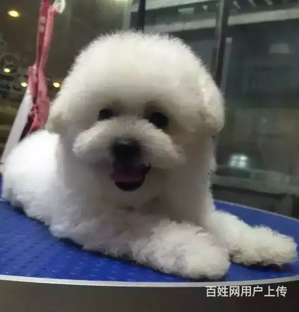 辽阳血统比熊哪里有卖，血统比熊一般多少钱 - 图片 1