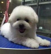 红河哪有繁殖比熊幼犬的，比熊幼犬多少钱一只