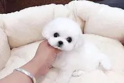内江比熊繁殖场 比熊犬舍联系方式