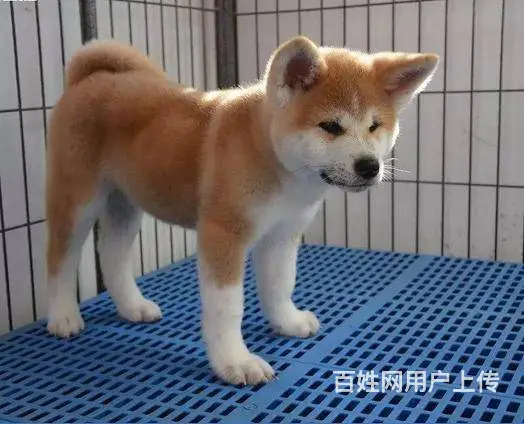 平顶山哪里有卖宠物狗的 秋田犬图片 柴犬多少钱 - 图片 1
