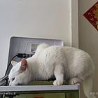 未满一岁，免费送猫！免费送猫！