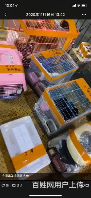 常州宠物托运上门 - 图片