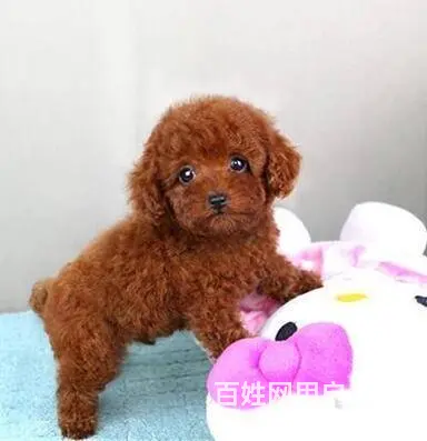 通辽泰迪多少钱一只 泰迪价格 茶杯犬泰迪 泰迪幼犬 - 图片 7