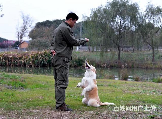 【图】- 无锡宠物训练训狗训犬 - 无锡锡山宠物服务