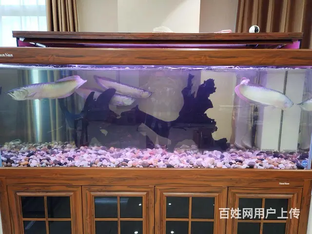 广州小李专业上门清洗鱼缸 - 图片 1