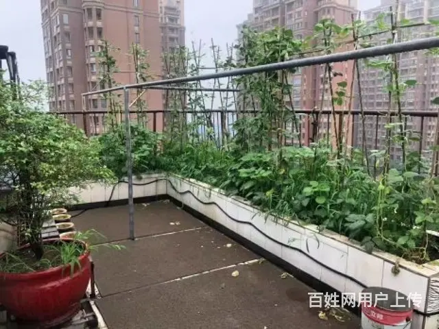 美林湖旁香树湾名苑复试 楼上楼下露台 空中花园 葡萄园 83 - 图片 1