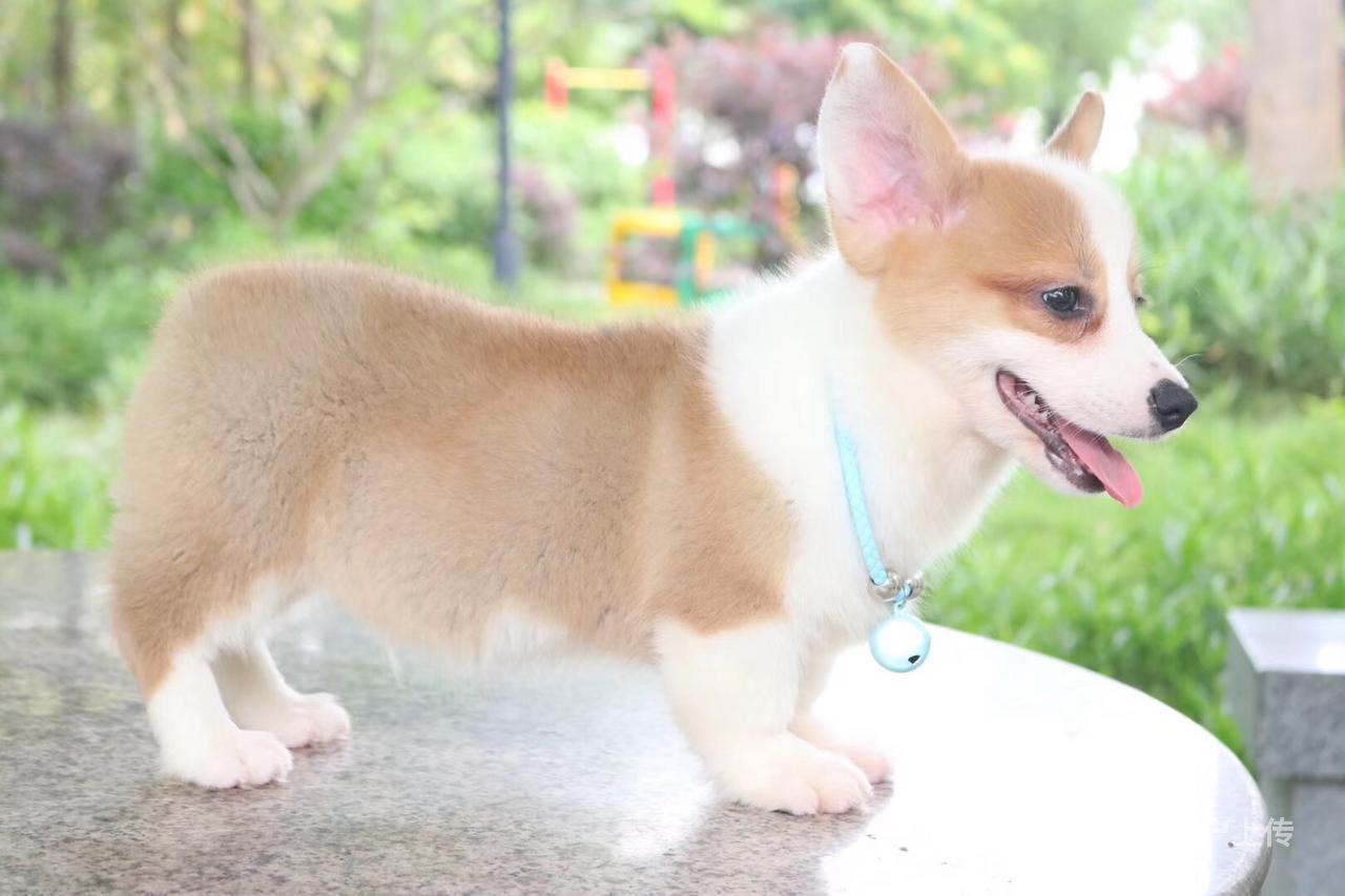 纯种短腿柯基犬幼崽 威尔士女王的挚爱 值得拥有