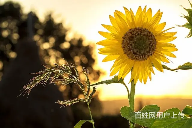 苏州翻译社会议英语日语口译翻译 - 图片