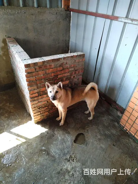 纯土狗 - 图片 2