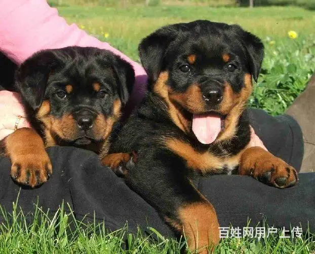 罗威纳幼犬、防暴犬罗威纳、德系、美系罗威纳赛级犬 - 图片 5