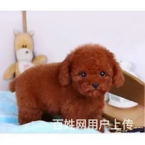 承德泰迪怎么卖 泰迪价格 茶杯犬泰迪 - 图片 11