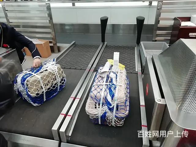 常州值得选择的宠物猫托运价格预估多少？ - 图片 1