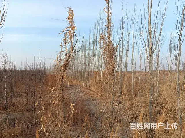 B个人一阿瓦提香梨园对外出售 - 图片 7