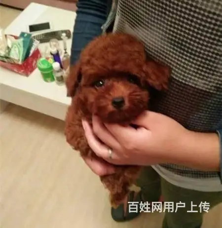 玩具 茶杯泰迪 灰色 白色 咖啡色 品质健康保 - 图片 5