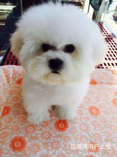 辽阳卖比熊的犬舍，犬舍比熊一般价位 - 图片 10