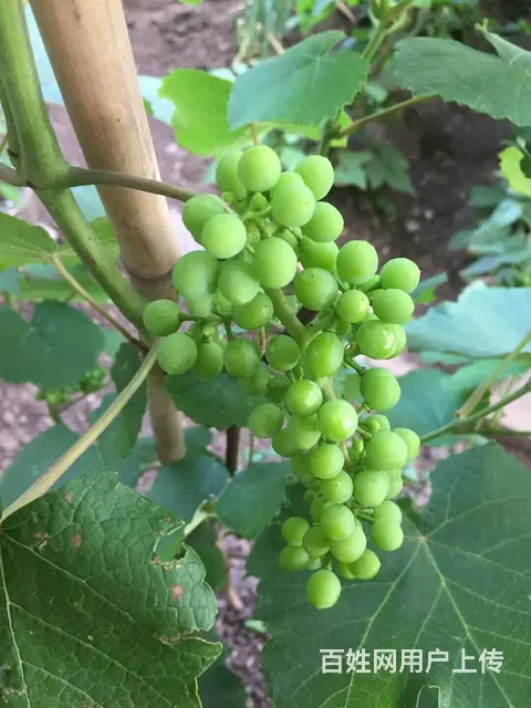 长春专业整体换【黑土】 防腐木 果树 鹿粪 鸡粪 - 图片 2