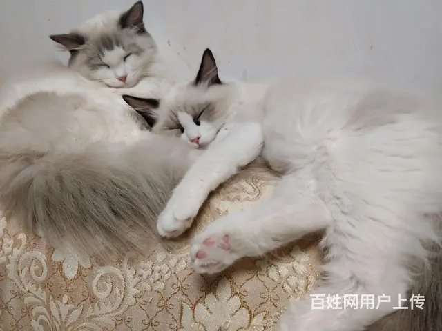 自家养的布偶 - 图片 2