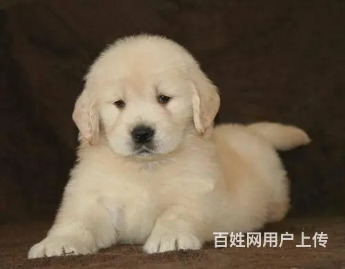可爱金毛幼犬 保纯种 三针疫苗齐全 健康血统有保障 - 图片 6