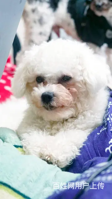 【搞定了！】免费领养白色卷毛梗犬11个月免疫全洗澡驱虫全 - 图片 3