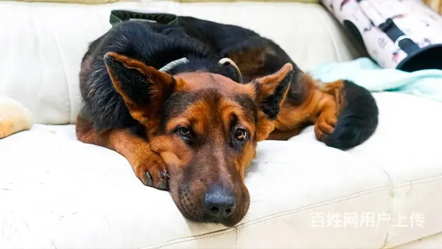 【搞定了！】免费领养德国黑背牧羊犬驱虫洗澡犬五联全 - 图片 2