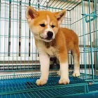 台州【*推荐】秋田犬舍‖秋田养殖场