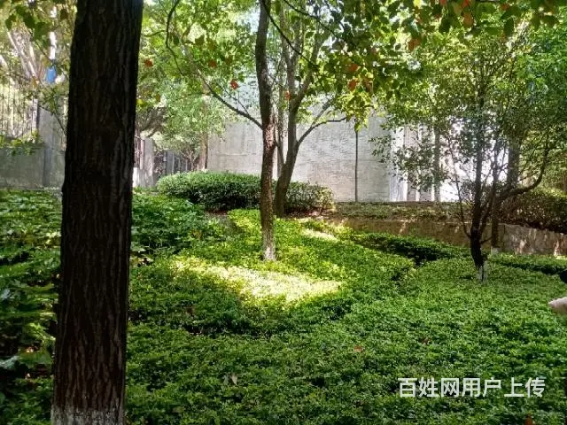 龙溪大桥北边大型小区，
小区环境安静！ - 图片 1