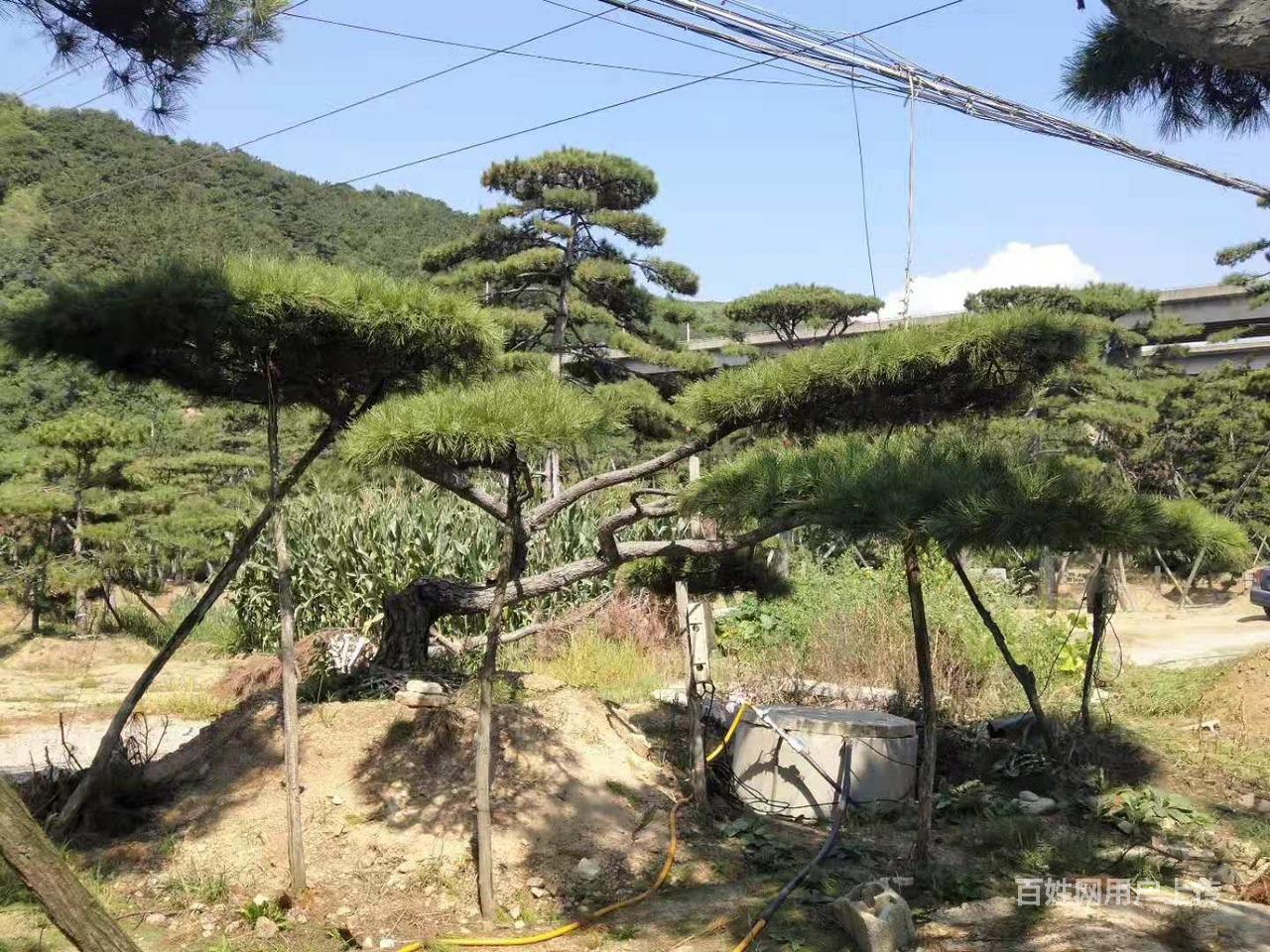 重磅;蘇寧地產專用造型油松批發價格-新津